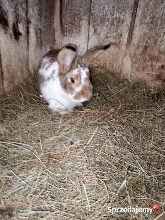 Sprzedam króliki Króliki Cyców