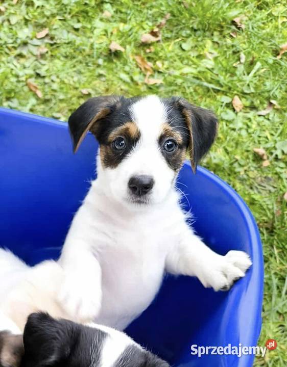 Jack Russell Terrier Łowce
