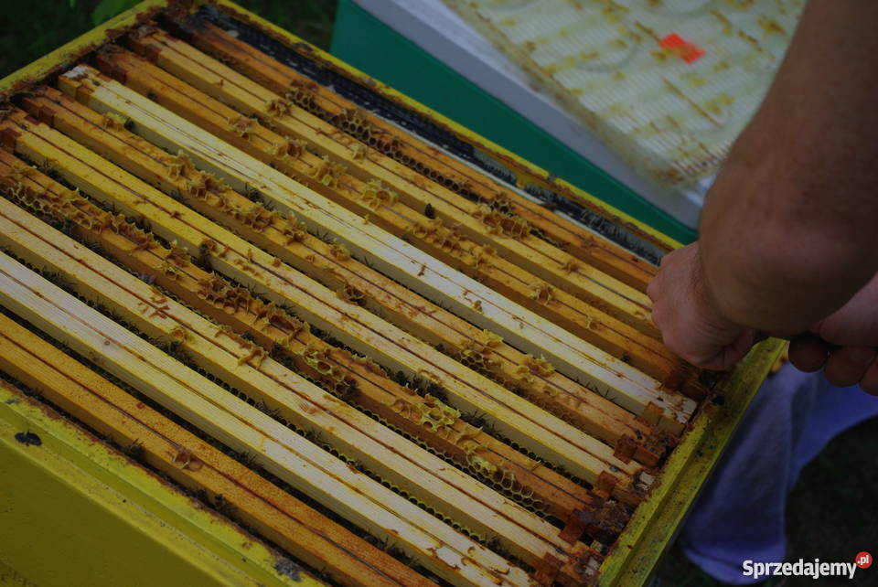 PszczołyOdkłady i Matki PszczelePszczelarstwo