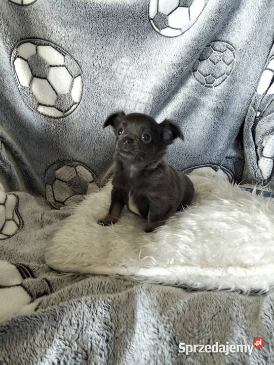 Niebieska długowłosa Chihuahua Konin