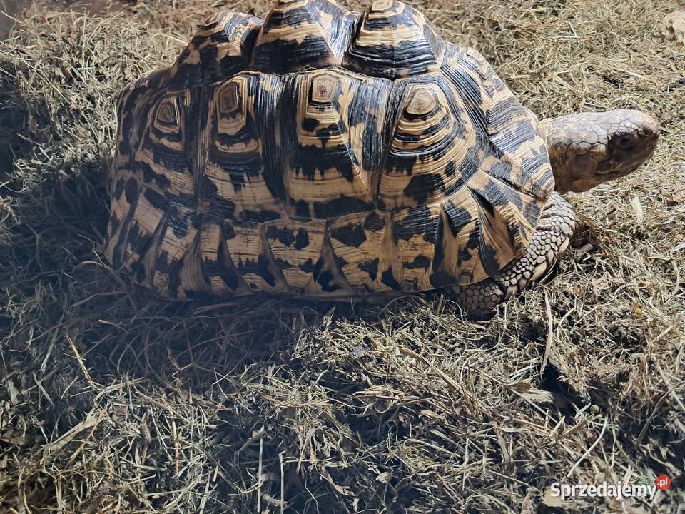 Żółwie lamparciepara Niepołomice