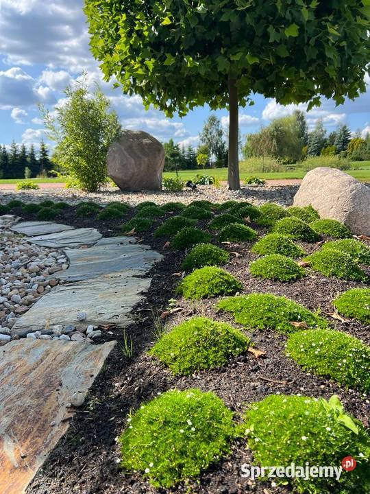 księżycowy łupek wielkopłytowy Księżyce