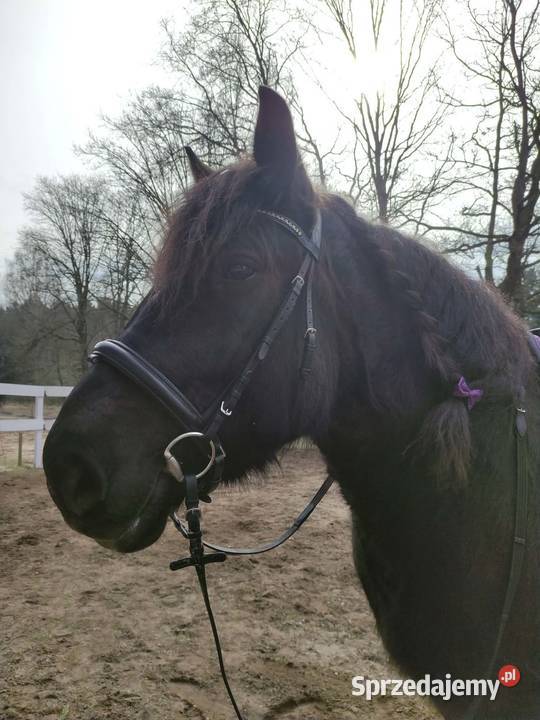 Sprzedam karego wałacha PKZ około 160