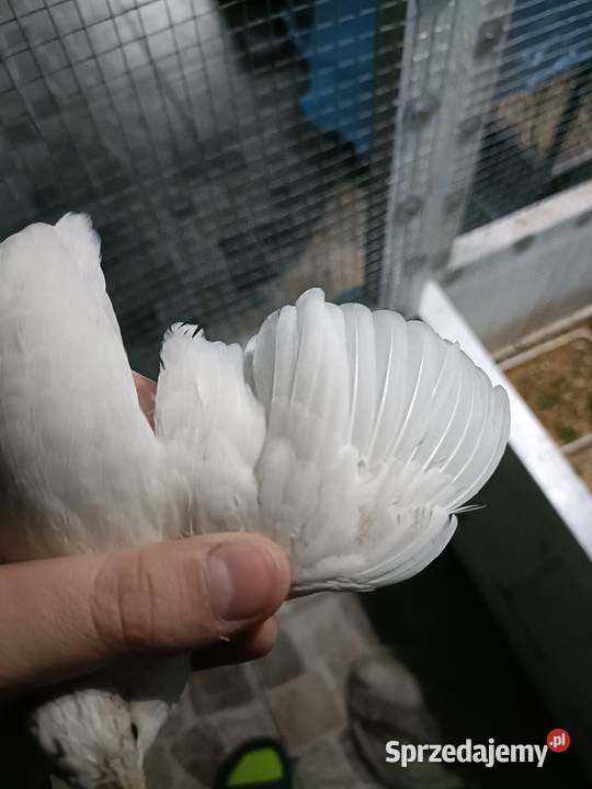 Przepiórki chińskie Jastrowie