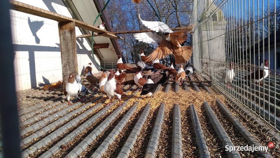 Gołębie Strassery Wierzbno