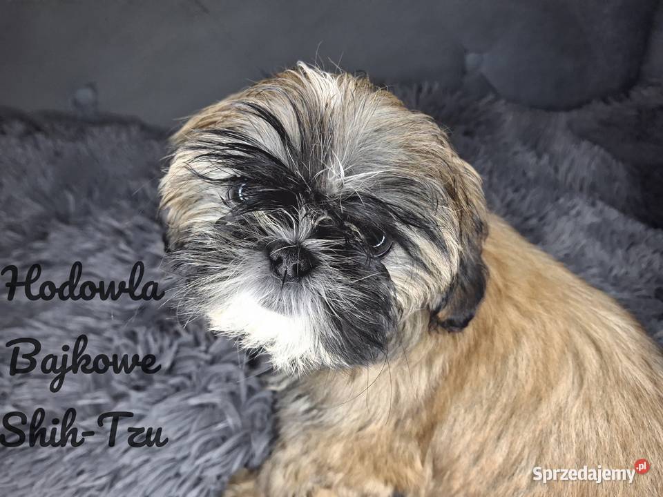 Szczeniaczki shih tzu suczki pieski czekoladowe Grabów
