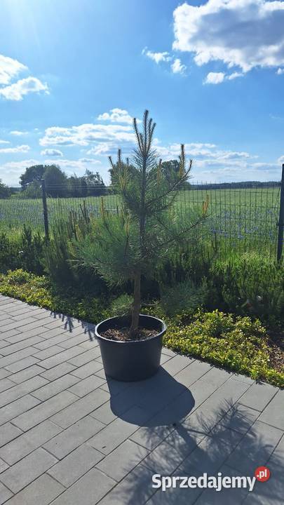 Sosna Żółta 160180 donica 60 l pełny system Iglaste Hetmanice