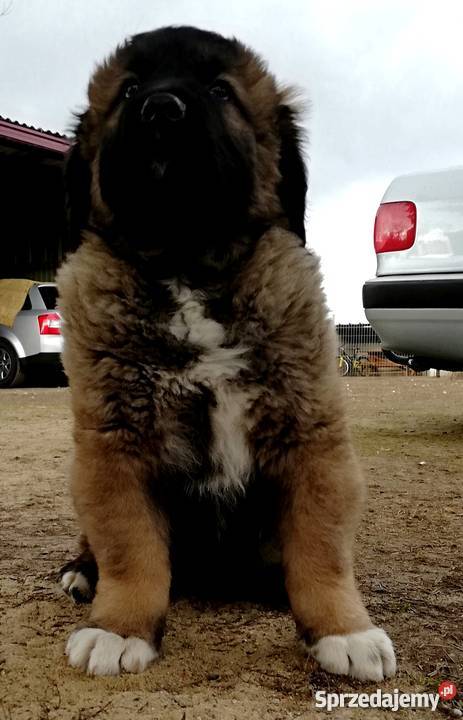 Owczarek Kaukaskiszczeniaki Babiak