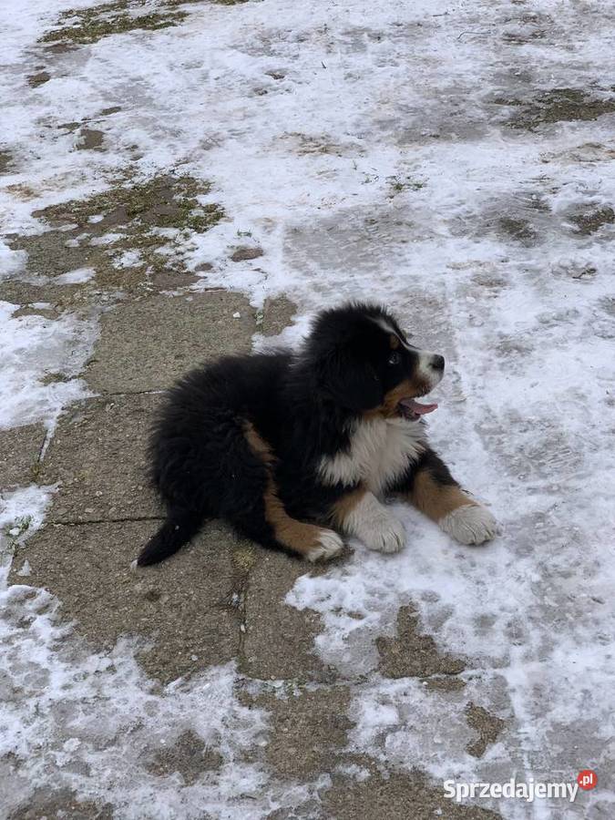 Berneński pies pasterski 25 miesiąca piesek Kotowo-Plac