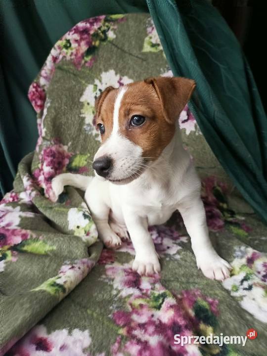 Wzorcowy Jack Russell terrier JRT doskonała