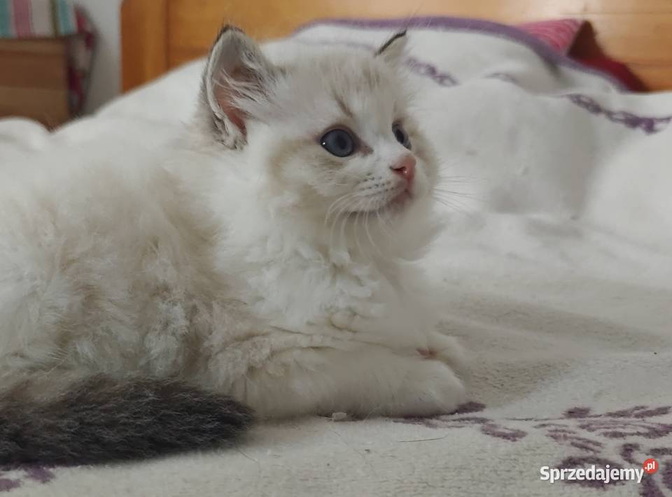 Cudowne kociaki Ragdoll FPL prawdziwy rodowód Lublin