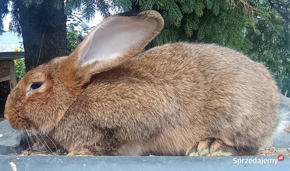 Króliki na sprzedaż Gryzonie Koźmin Wielkopolski