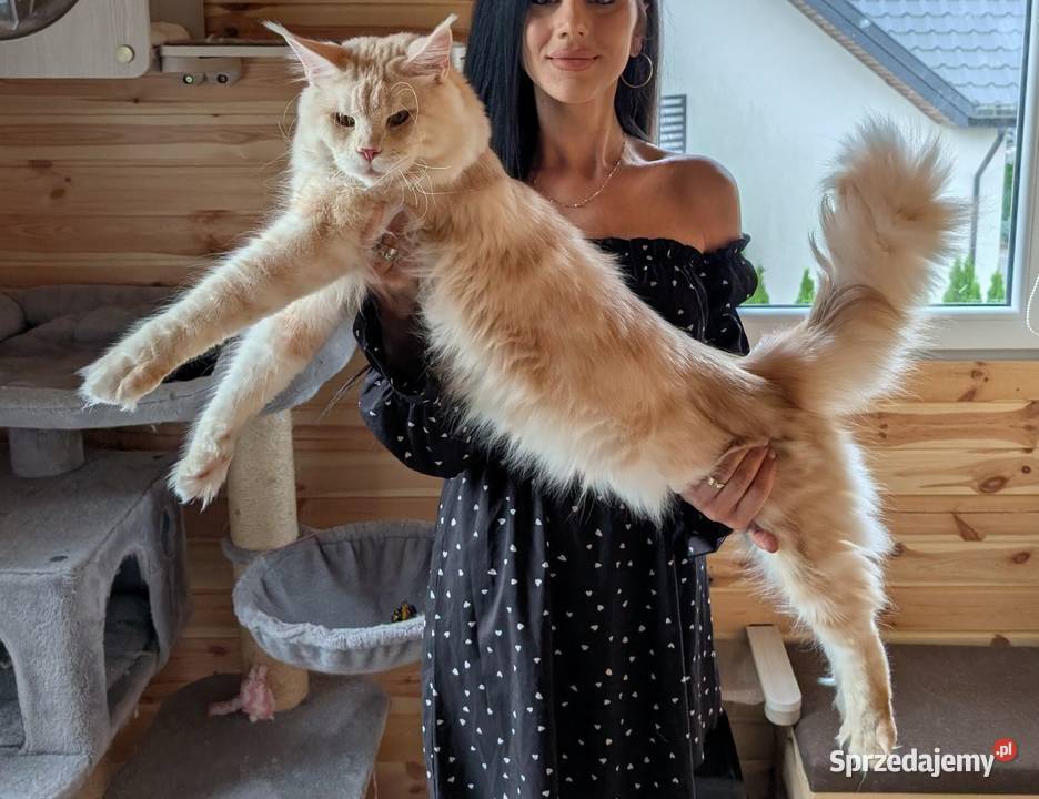 Maine Coon kotka do hodowli Championach sprzedam