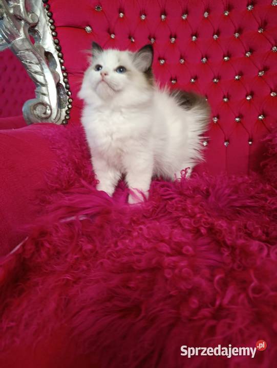 Ragdoll Kotka Seal bicolor FIFE FPL Wschowa