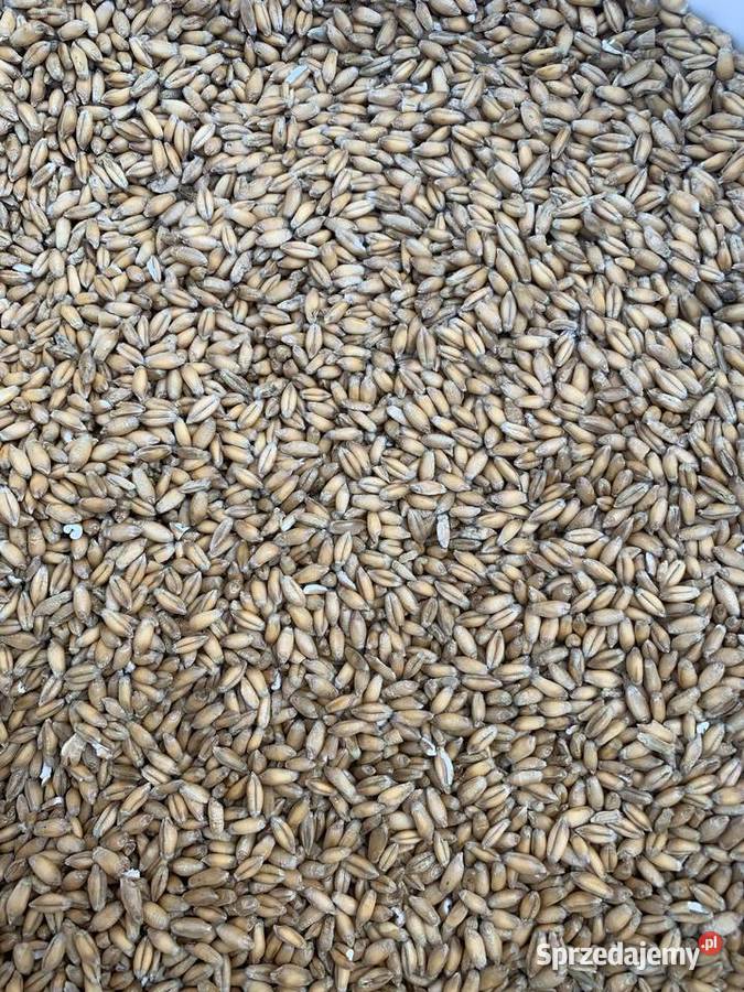 Sprzedam pszenżyto Szlasy-Łozino