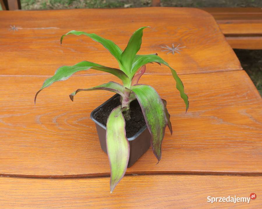 Złoty wąs Callisia Fragrans Pruszków