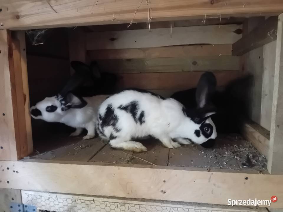 Sprzedam króliki Gryzonie