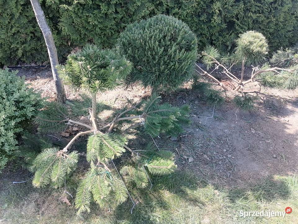 KrzewyBonsai
