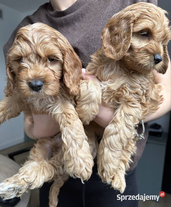 Cockapoo pieski Tarnów