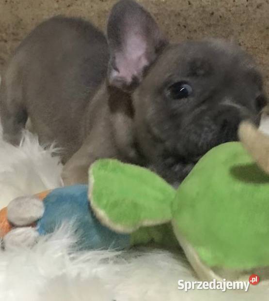 Suczka buldog francuski gotowa do odbioru sprzedam