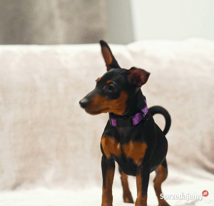 Pinczer miniaturowy ZKwP FCI przebadane bogata lubelskie Chełm