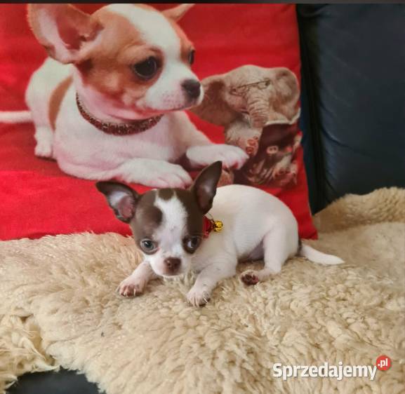 Śliczny piesek Chihuahua biało czekoladowy Częstochowa