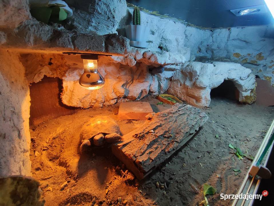 Żółw stepowy z terrarium