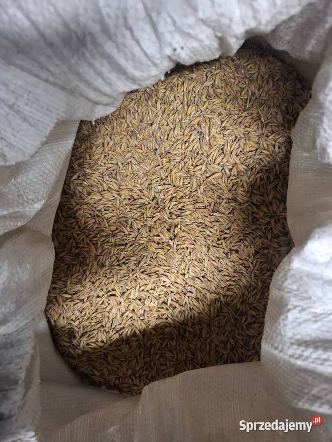 Sprzedam owies jary Kraków
