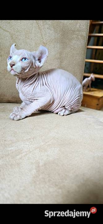 Gotowy do odbioru BIAŁY SFINKS SPH SPHYNX domowa dolnośląskie Jaworzyna Śląska