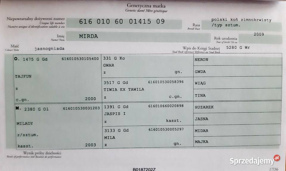 Sprzedam klacz sztumska Borkowo sprzedam