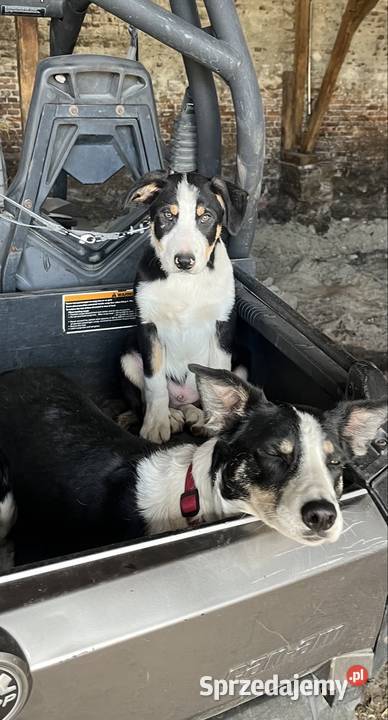 Border Collie szczeniak krótkowłosy Pozostałe