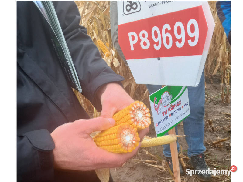 Nasiona kukurydzy Pioneer P89699 FAO 260 sprzedam