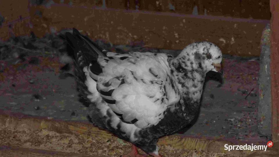 sprzedam gołębie Podborze