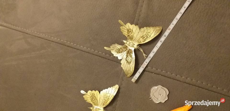 Motylki i inne mazowieckie Legionowo