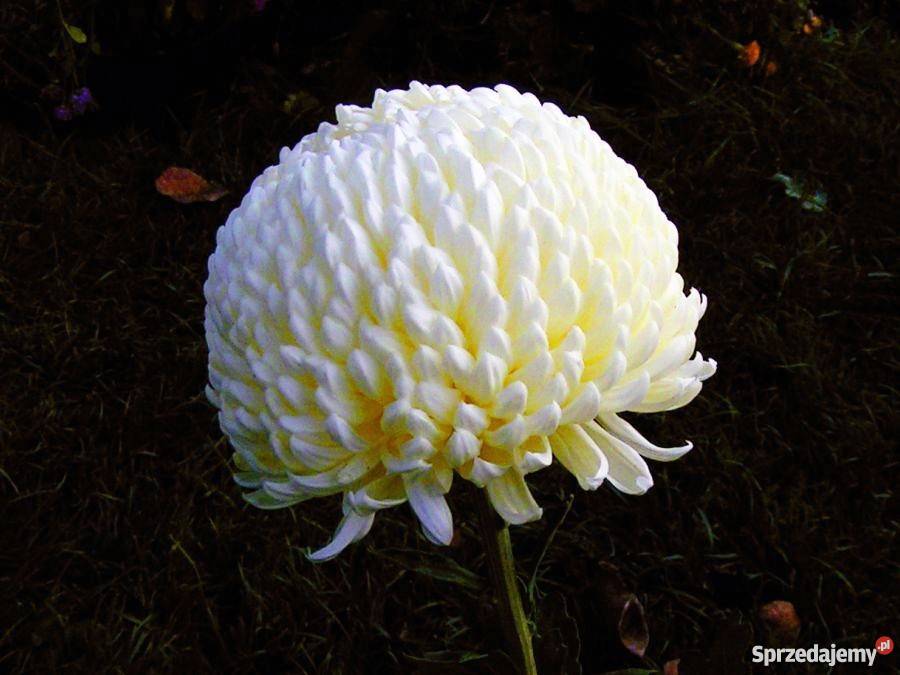 Sprzedam chryzantemy cięte 1000 Wielkopolska Witkowo