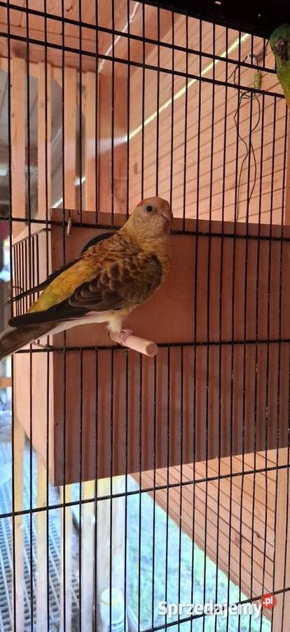 Świergotki sprzedam łódzkie Wola Kutowa