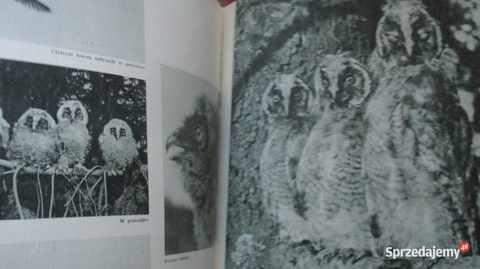 Bezkrwawe łowy Puchalski Świat zwierząt przyroda Kultura i Rozrywka łódzkie Łódź sprzedam