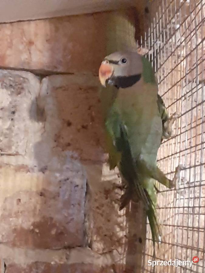 Aleksandrety różowopierśne i obrożne Czerwionka-Leszczyny