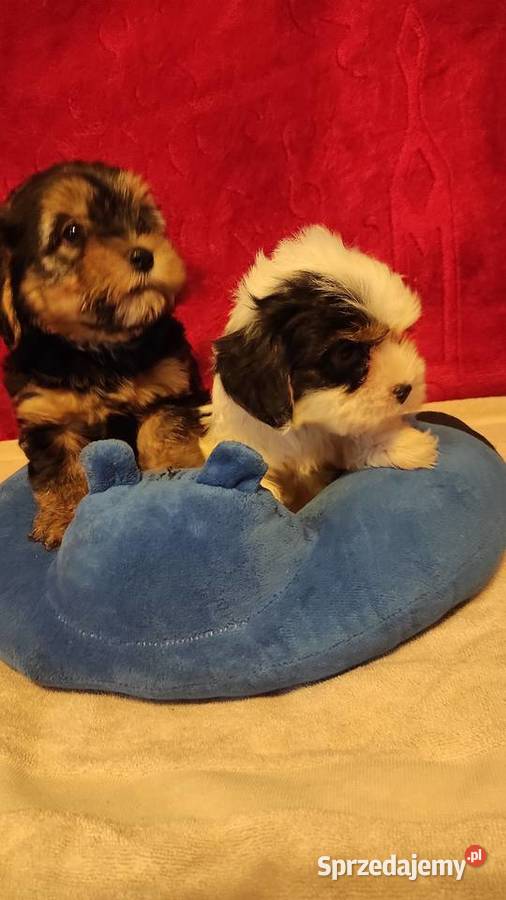 Śliczne suczki York Biewerek z rodowodem mazowieckie Stare Polesie