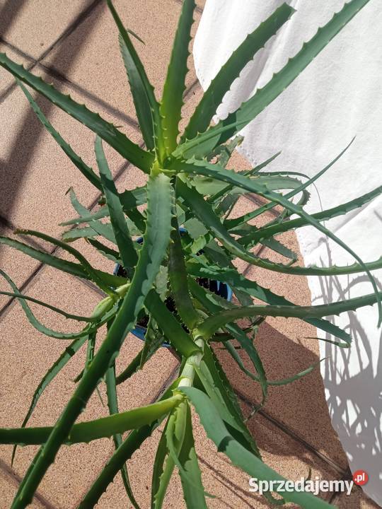 Aloes Aloesy 4w1 Kaktusy i sukulenty małopolskie Nowy Sącz