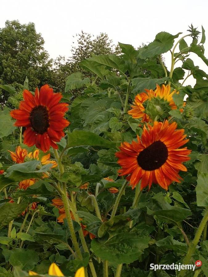 Kwiaty słonecznika kolorowe Bełżyce