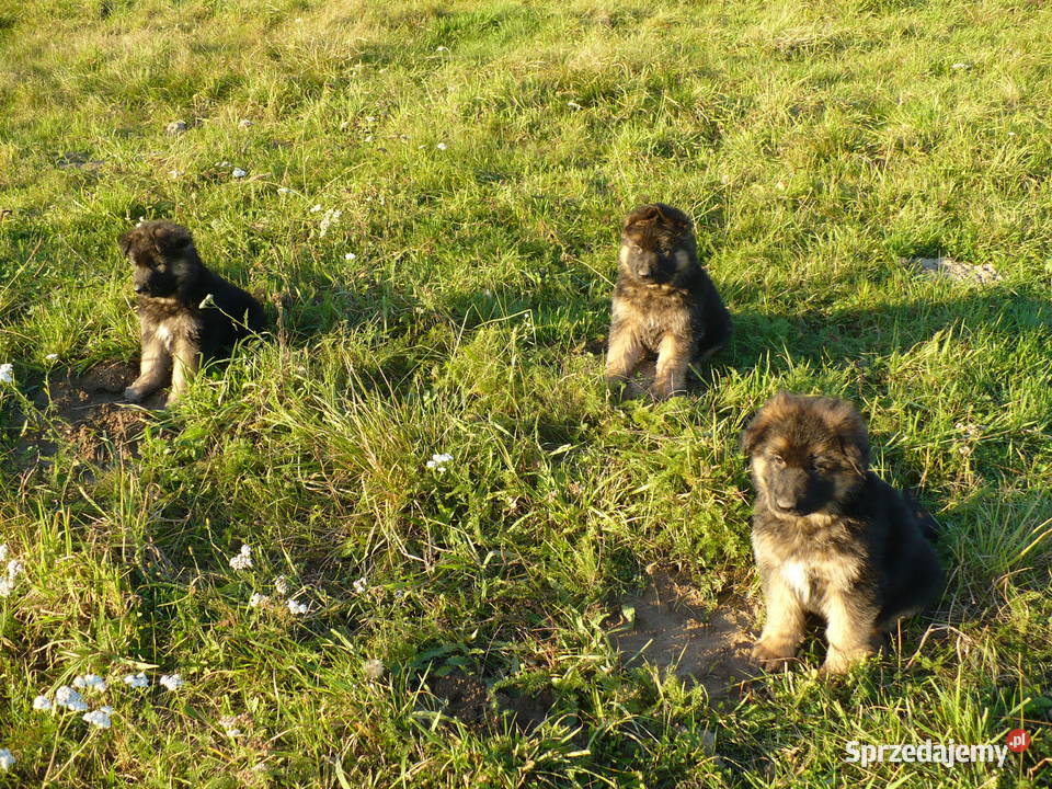 Owczarek Niemiecki Długowłosy Bachórzec