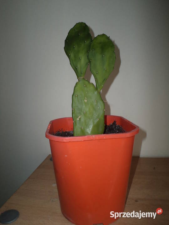 opuncja kaktus kwiat doniczkowy Warszawa sprzedam