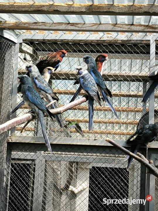 Papugi różne rodzaje Lisia Góra