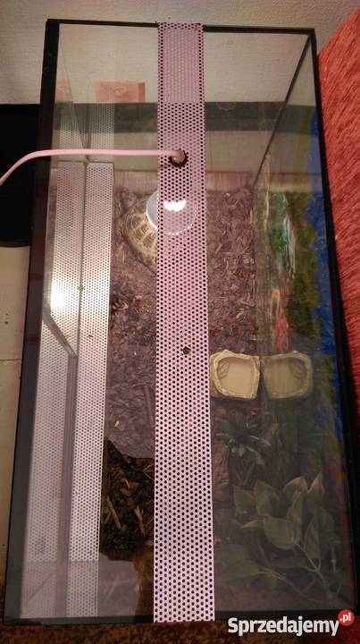 żółw lądowy stepowy razem z terrarium kujawsko-pomorskie