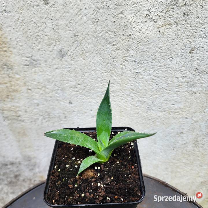 Agave x gracilipes agawa mrozoodporna 26C sprzedam
