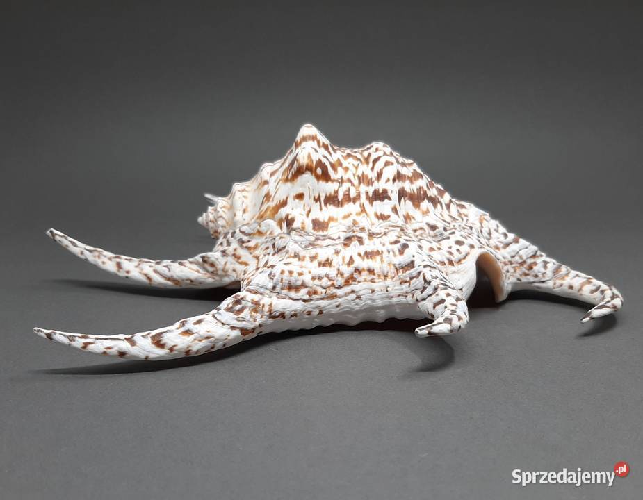 Muszla Szponiatka Duża lubelskie Lublin