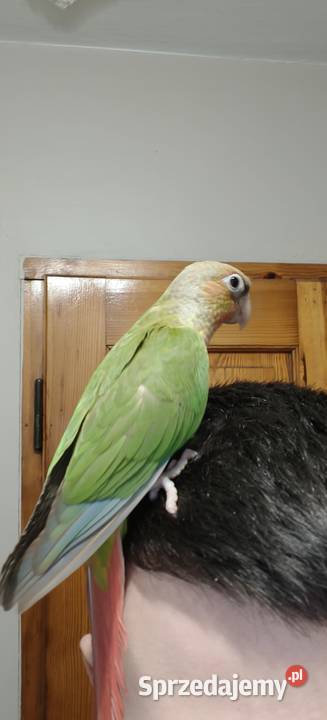Papugi ręcznie karmione