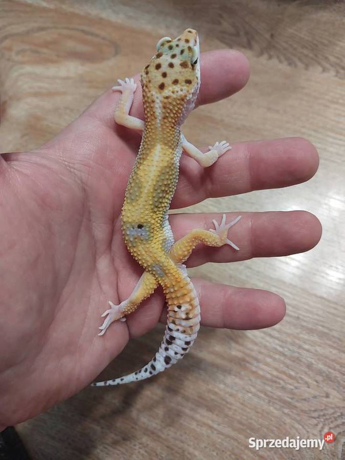 Gekony lamparcie Reda sprzedam