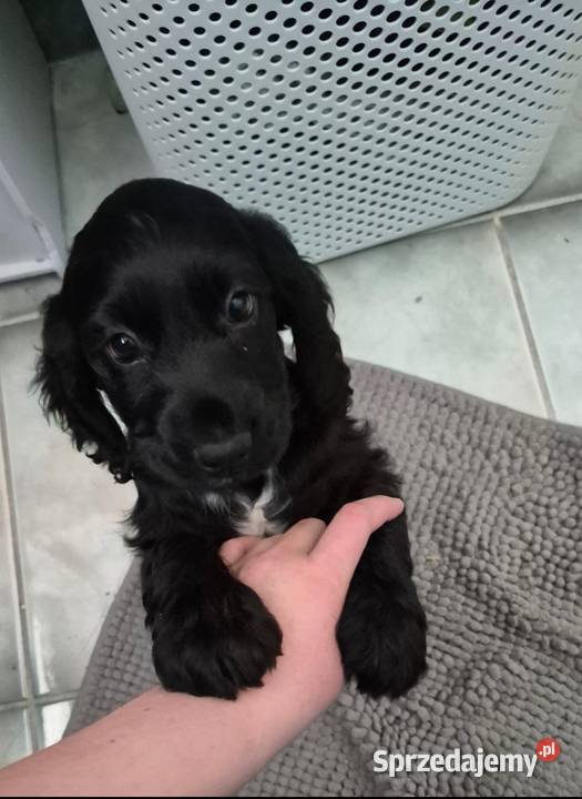 Suczkq cocker spaniel Nowy Sącz